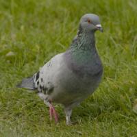 Feral Pigeon